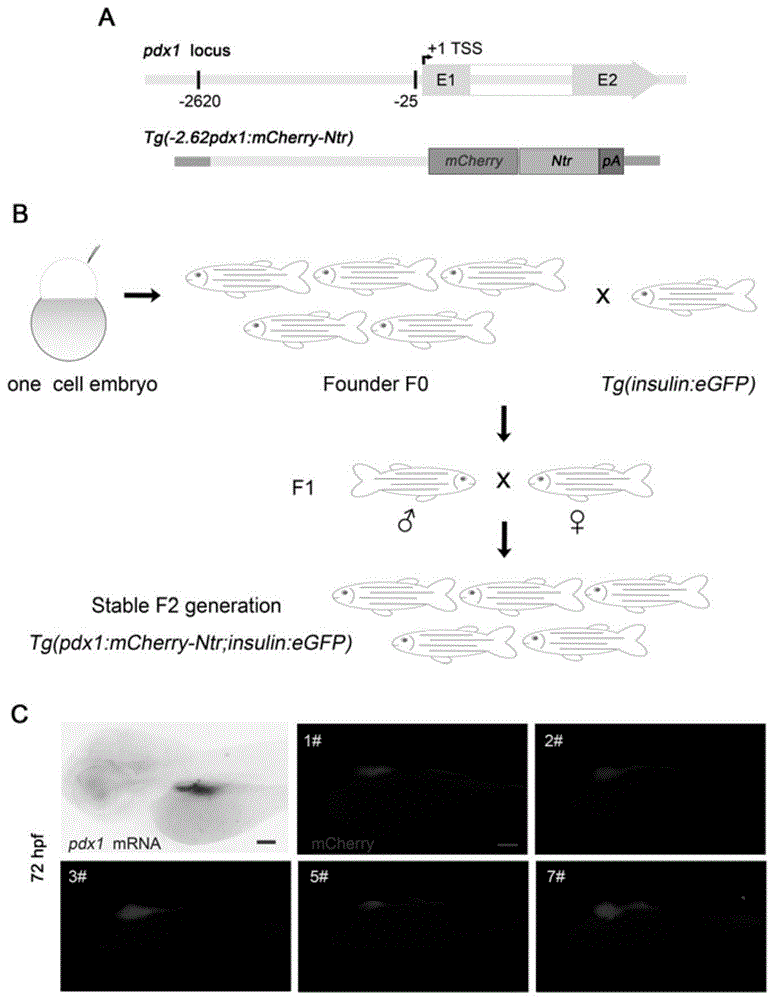 一种Ⅱ型糖尿病斑马鱼模型的构建方法及应用与流程