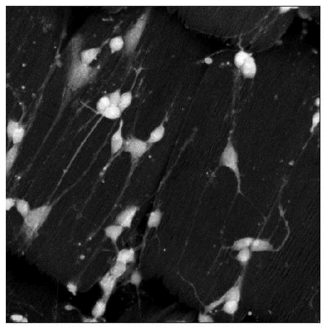 一种不需要预包被的神经元细胞培养方法与流程