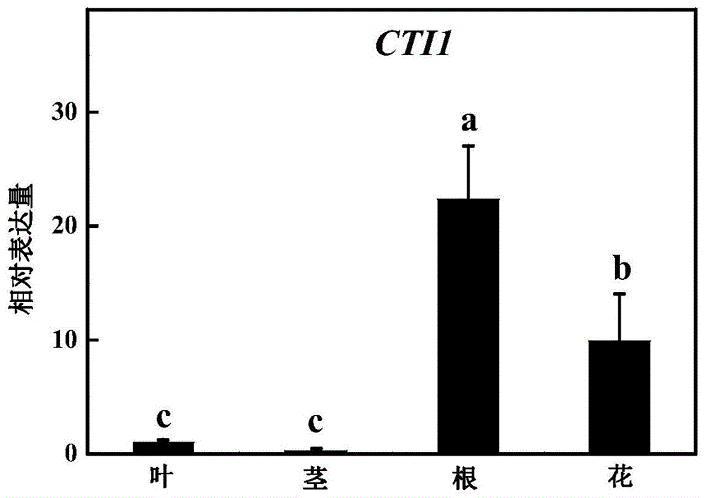 番茄CTI1基因在提高植物根结线虫抗性中的应用的制作方法