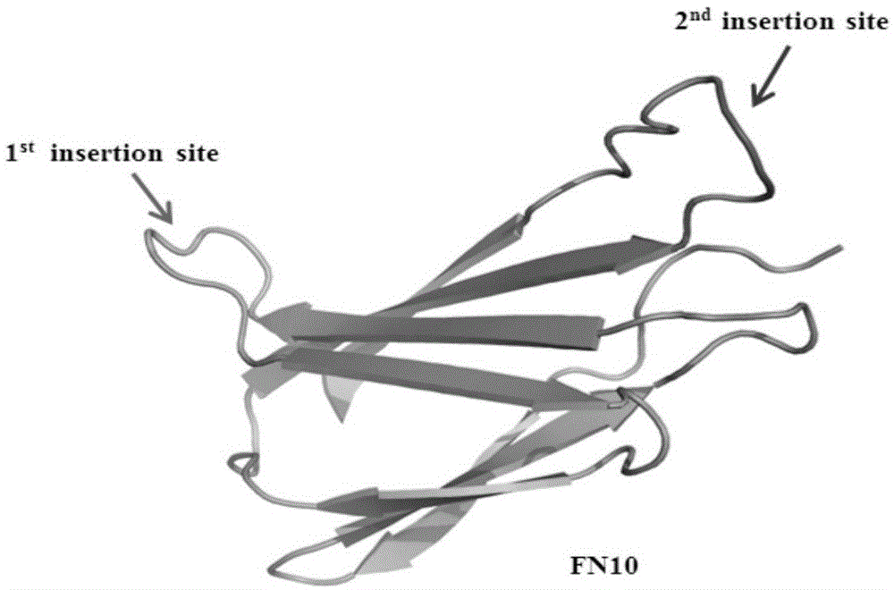 长效纤连蛋白III型结构域融合蛋白的制作方法
