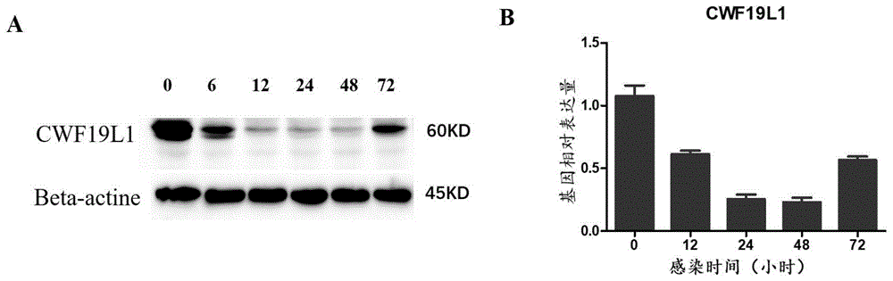 抑制CWF19L1蛋白活性和/或表达量的物质在抑制RSV复制中的应用的制作方法