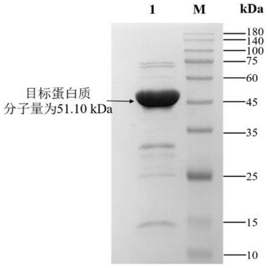 （S）-1-苄基-1，2，3，4，5，6，7，8-八氢异喹啉类化合物的制备方法与流程