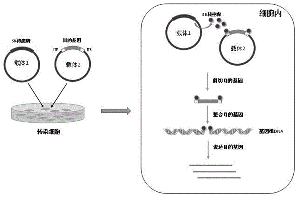 构建稳定高效的业务系统：选择适合的VPS云服务器 (构建稳定高效 自主可控的产业链体系)