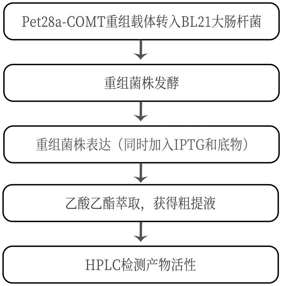 一种基于酶法合成阿魏酸及阿魏酸甲酯方法的优化与改进与流程