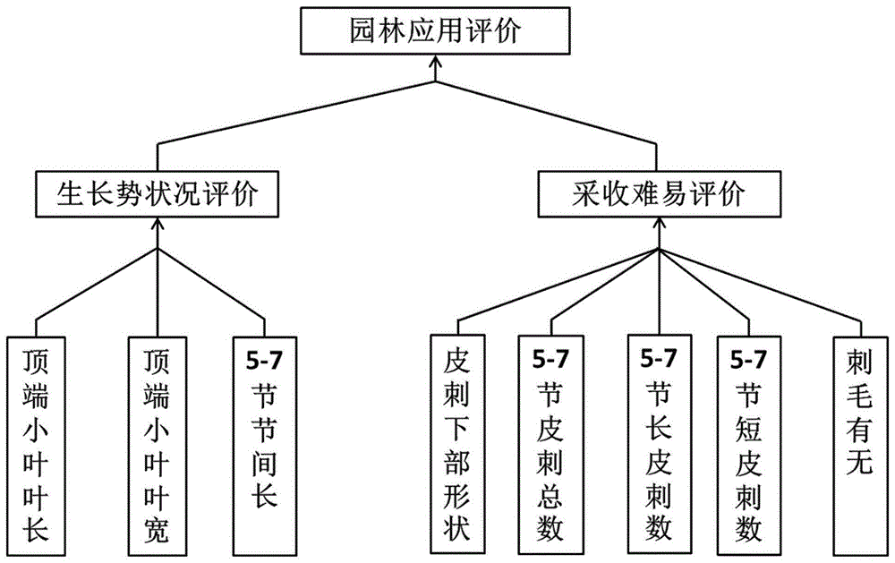 蔷薇属植物资源评价方法与流程