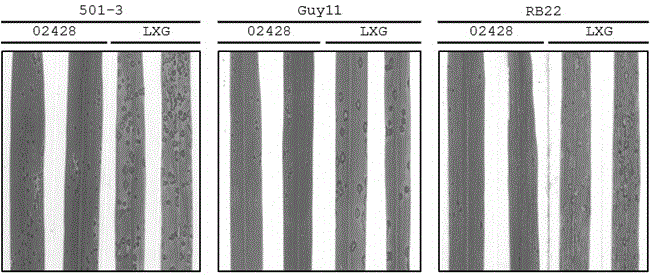 水稻稻瘟病基础抗性基因pi21-2428的功能分子标记及其应用的制作方法