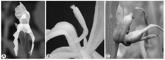 一种象牙参属植物人工授粉的方法与流程