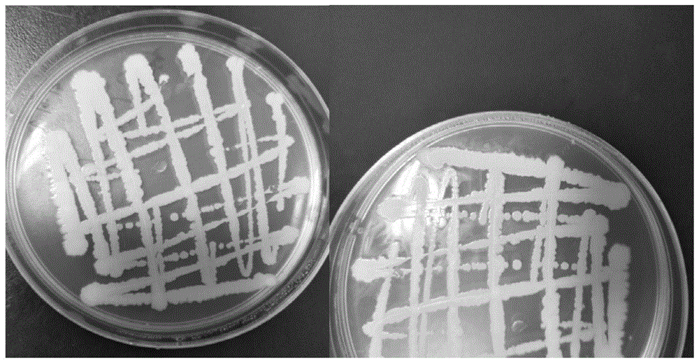 一种贝莱斯芽孢杆菌及其应用的制作方法