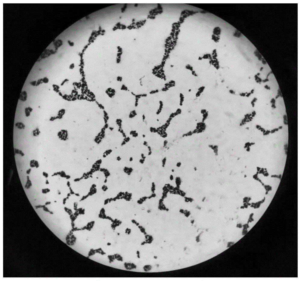 表皮葡萄球菌及其用途的制作方法