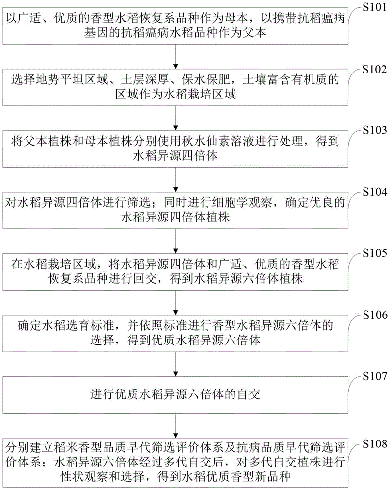 一种综合培育杂交水稻香型恢复系的方法与流程