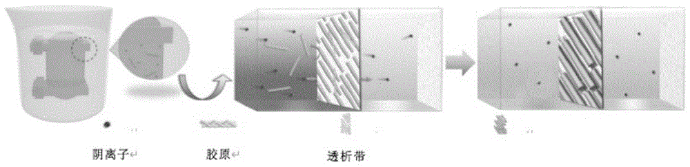 一种仿肌腱支架材料的制备方法及其在肌腱损伤的再生修复中的应用与流程