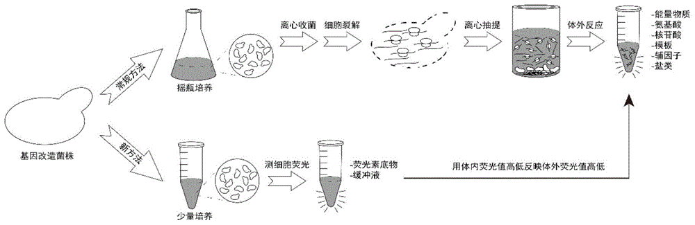 通过整合发光报告基因反映体外无细胞蛋白表达水平的方法与流程