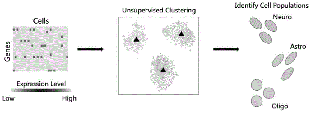 基于对抗自动编码器的单细胞RNA测序聚类方法与流程