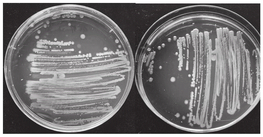 一株嗜酸产氮假单胞菌及其应用的制作方法
