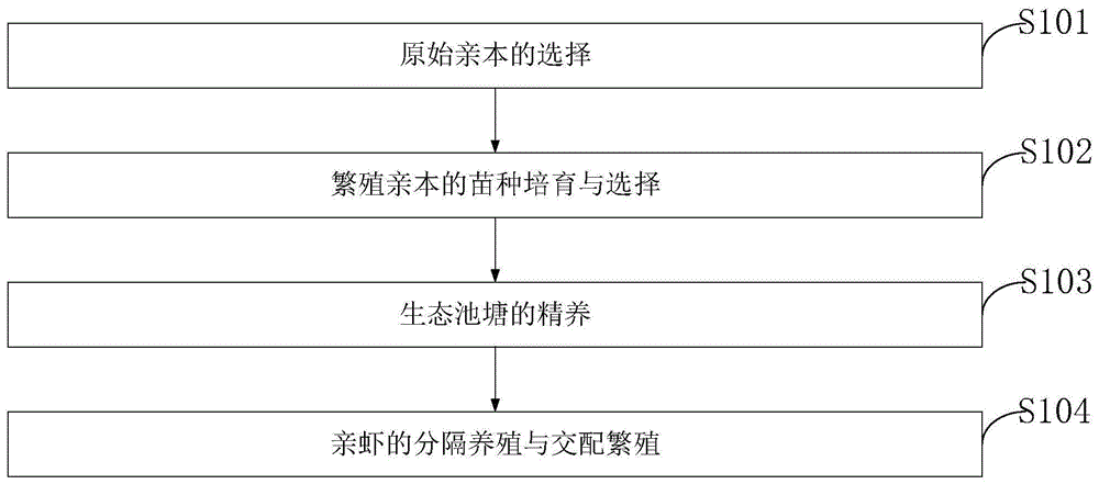 一种提高小龙虾繁殖效率的亲本培育方法及孵化装置与流程