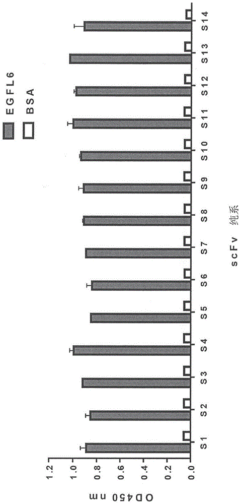 抗-类EGF结构域多重6(EGFL6)抗体及其于癌症诊断及治疗中的应用的制作方法