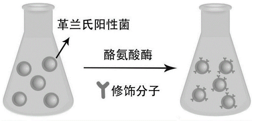 基于酪氨酸酶催化的革兰氏阳性菌表面修饰方法及其应用与流程