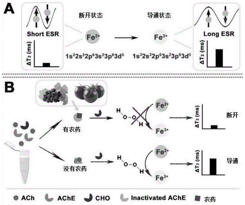 一种AChE和CHO双酶介导的磁弛豫开关传感器及其制备方法和应用与流程