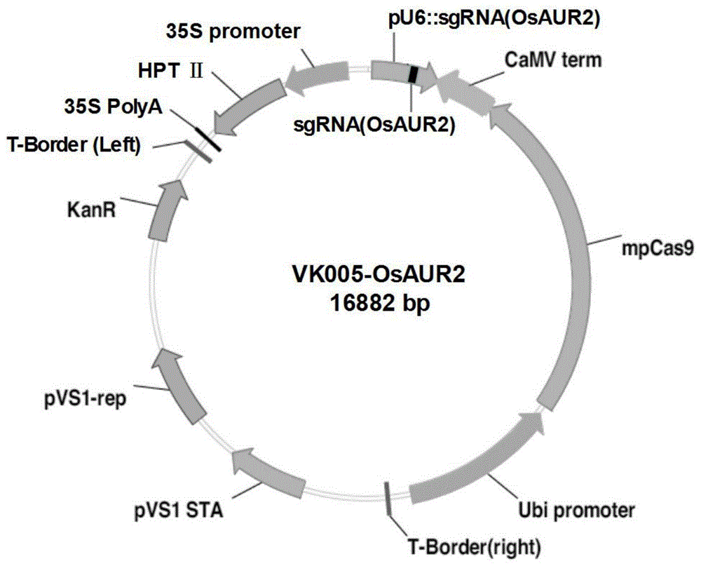 一种定点敲除水稻OsAUR2基因的sgRNA的oligo DNA组的制作方法
