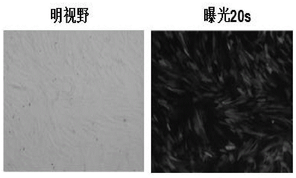 一种脐带间充质干细胞联合骨支架材料成骨分化的方法与流程