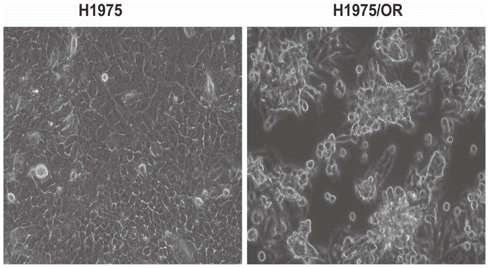 一种耐奥希替尼的人非小细胞肺癌细胞株H1975/OR及其应用的制作方法