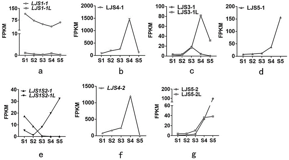 水稻基因LJS5-1在控制水稻叶枕发育和叶夹角大小中的应用的制作方法