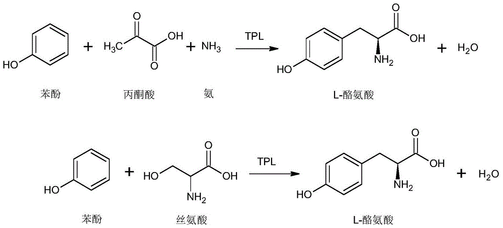 工程化多肽及其在合成酪氨酸或酪氨酸衍生物中的应用的制作方法
