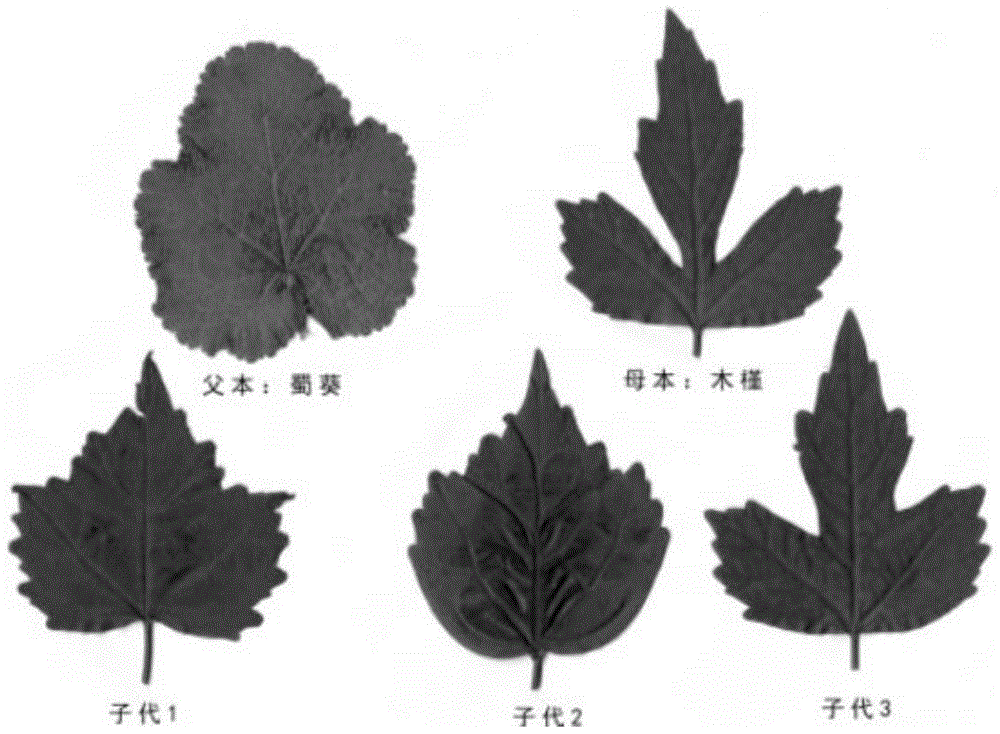 一种木槿和蜀葵的杂交育种方法与流程