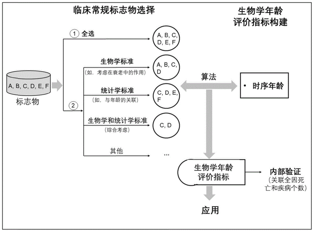 基于临床标志物构建中国人群生物学年龄评价模型的方法及评价方法与流程