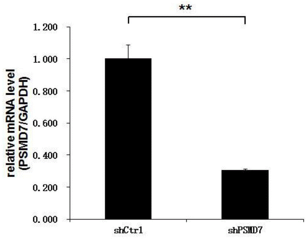 人PSMD7基因的用途及相关产品的制作方法