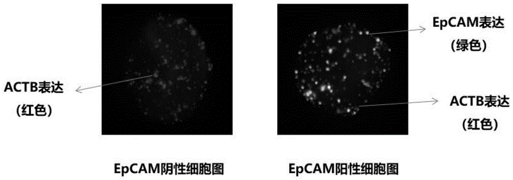 一种EpCAM基因表达检测试剂盒的制作方法