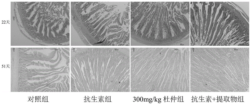 杜仲提取物在制备改善鸡肉鲜味的饲料中的应用的制作方法