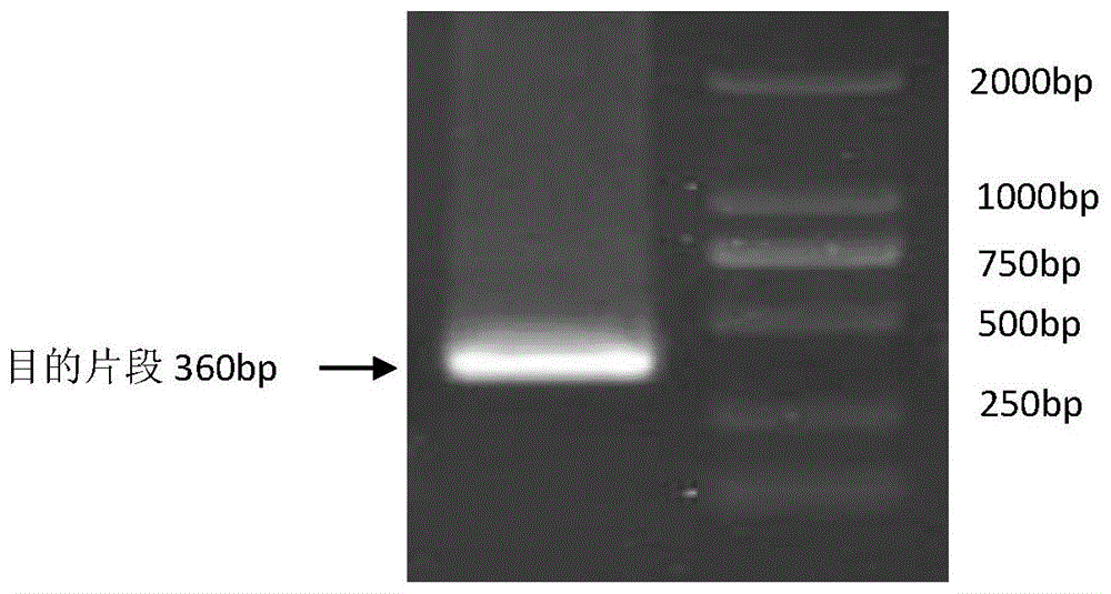 大豆Glyma.04G016500.1抗病基因的用途的制作方法