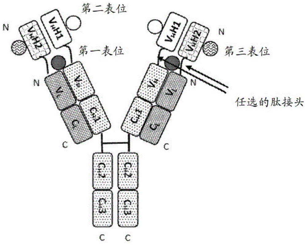 多特异性抗原结合蛋白及其使用方法与流程