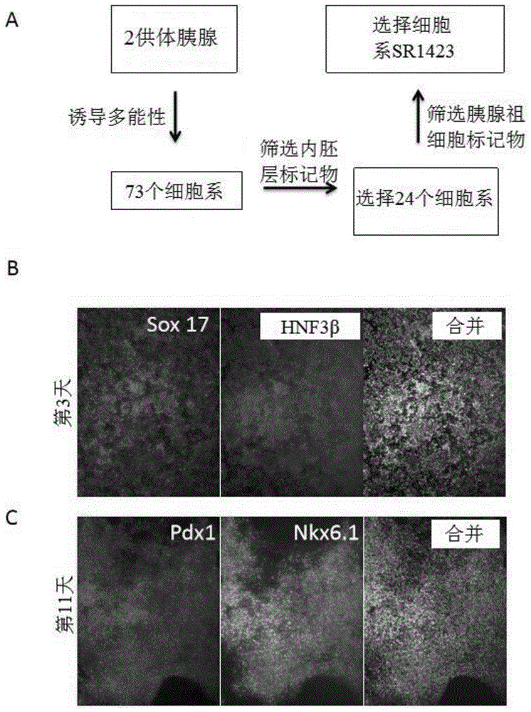 用于治疗糖尿病的胰腺细胞及其生成方法与流程