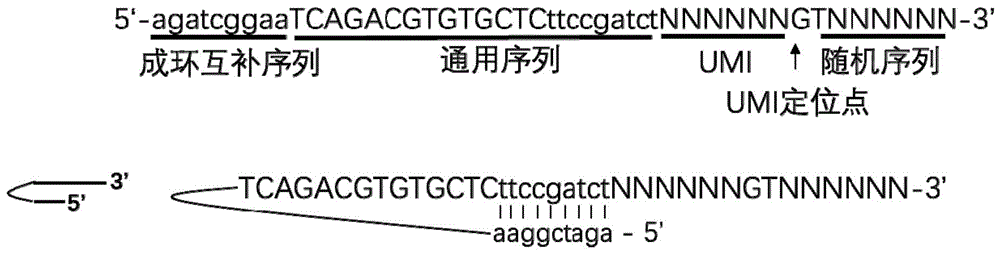 一种PCR随机引物和使用其构建靶向测序文库的方法与流程