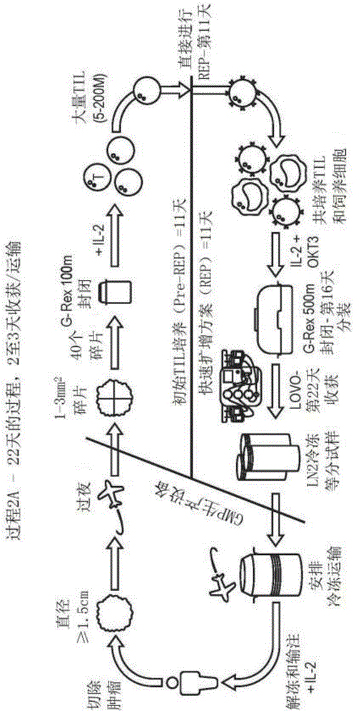 产生富含肿瘤抗原特异性T细胞的TIL产品的方法与流程