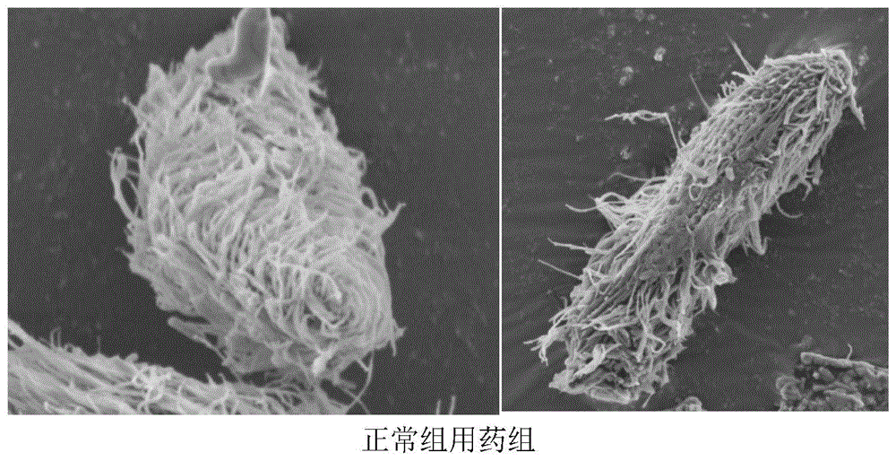 一种异喹啉类化合物在杀灭或预防水产动物体外寄生虫中的应用的制作方法