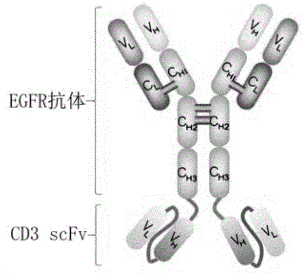 EGFR-CD3双功能抗体及其应用的制作方法