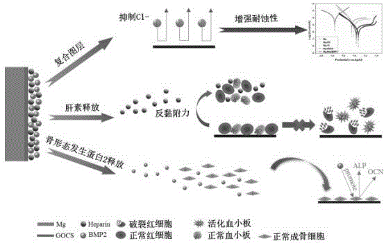 一种协同提高镁合金耐蚀性能和生物相容性的多功能表面改性方法与流程