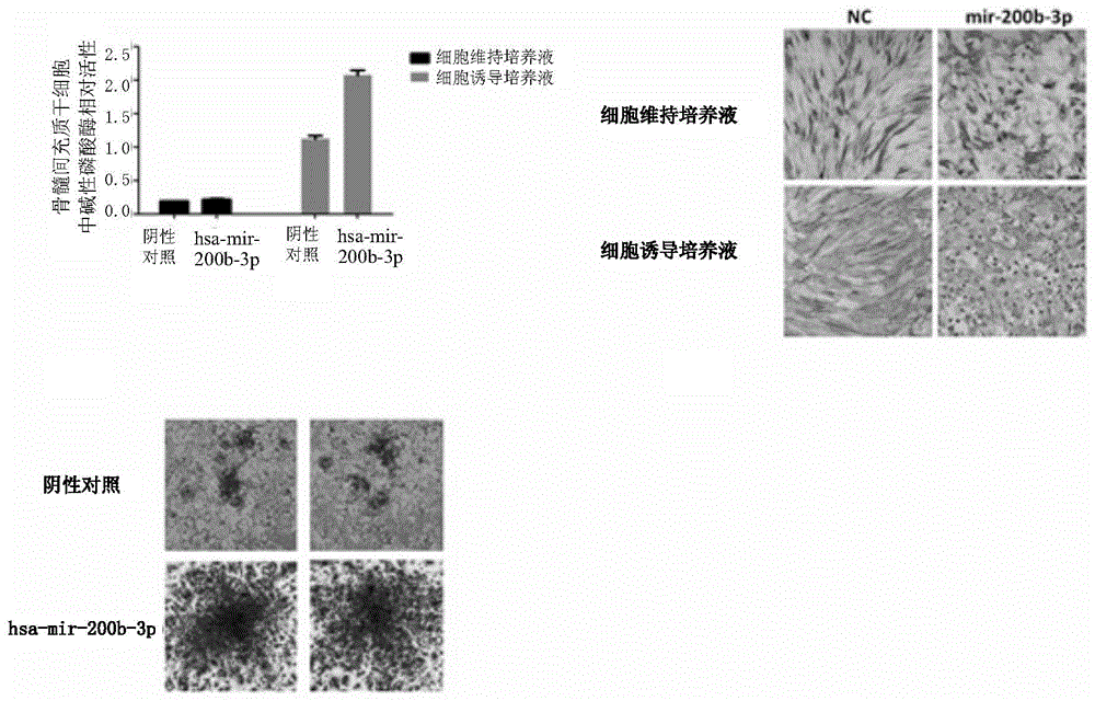 microRNA-200簇微小RNA在促进骨髓间充质干细胞向成骨细胞分化的应用的制作方法