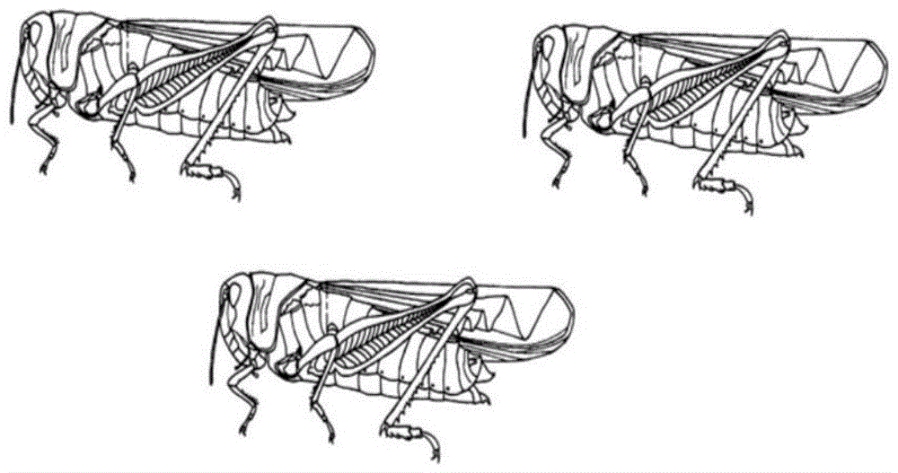利用蝗虫密度分析的危害检测平台的制作方法