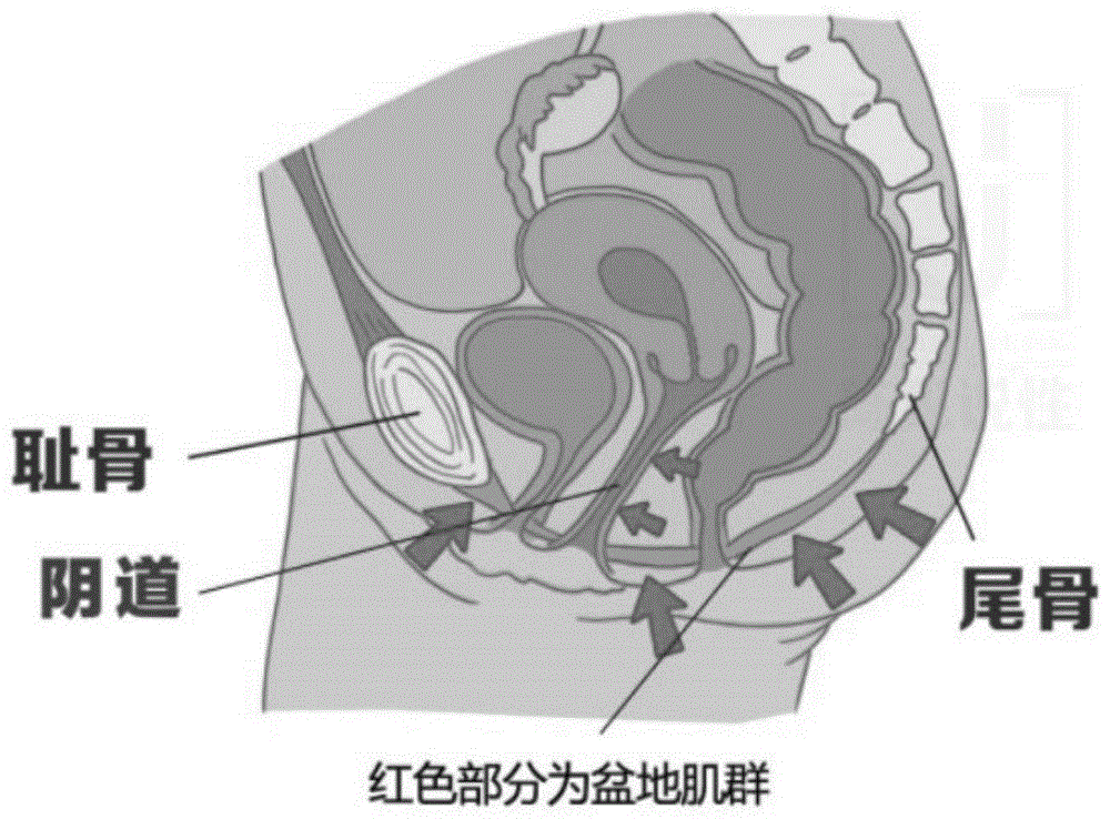 产后盆底肌肉收缩康复系统及方法与流程