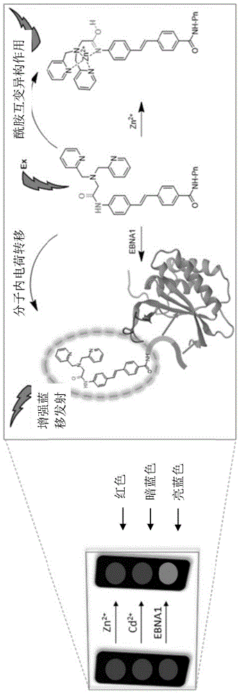 以锌结合剂为基础的EBNA1特异性化合物的制作方法
