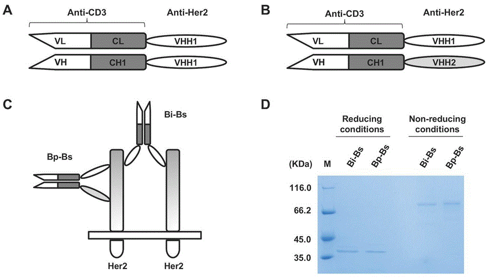 用于肿瘤免疫治疗的具有双Her2位点的双特异性抗体的制作方法