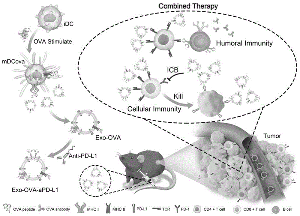 外泌体联合免疫检查点阻断剂的肿瘤疫苗及其制备方法与流程
