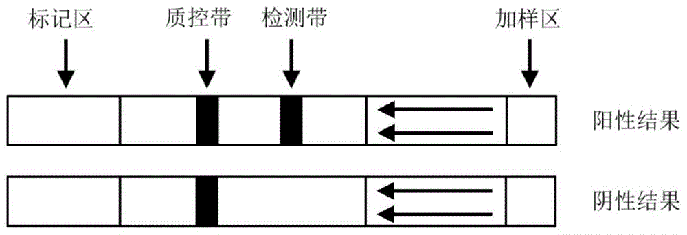 一种检测乙肝病毒的RPA引物、试剂、试剂盒及其应用的制作方法