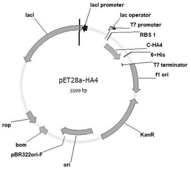 一组新型的FN3类抗体突变体及其应用的制作方法