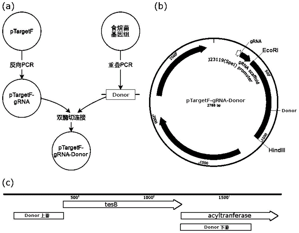 构建食烷菌敲除酰基辅酶A硫脂酶基因的方法和应用与流程