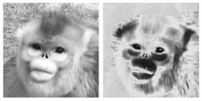 一种金丝猴面部图像识别方法、装置、设备及存储介质与流程